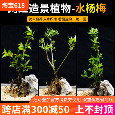 水杨梅溪流缸造景植物古法缸绿植