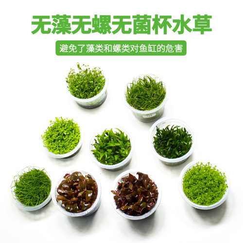 无菌杯水草鱼缸专用造景迷你牛毛