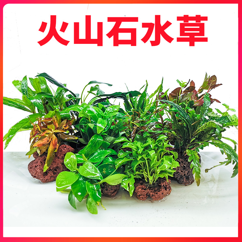 火山石水草定植鱼缸入门级绿菊