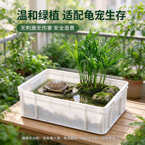 周转箱养龟造景袖珍椰子乌龟水陆缸布景植物生态养龟缸活体绿植