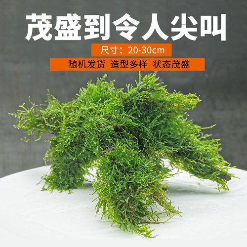天然大三角莫斯沉木鱼缸装饰成品