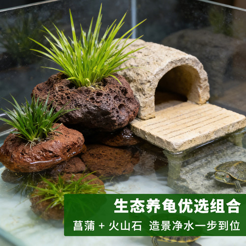 鱼缸水培菖蒲火山石乌龟缸造景水草新手好养水族绿植净化水质摆件