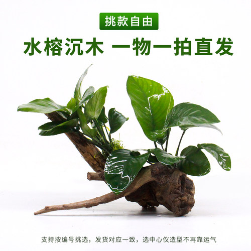 古法生态缸水草沉木水榕沉水型植物无土免种植耐阴淡水净化水质草