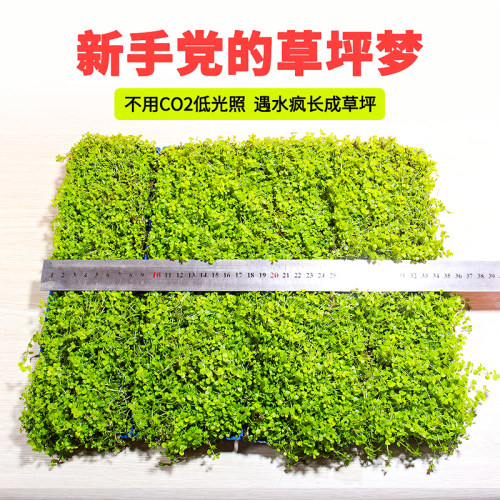 爬地矮珍珠免种植鱼缸造景水草