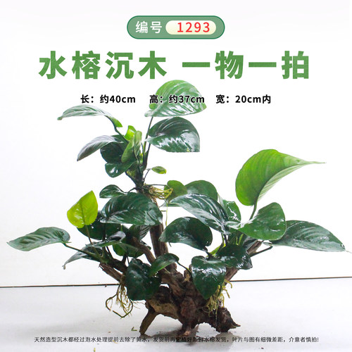 水族造景水草水榕沉木成品一物一拍无需底砂增氧净化水质的水草