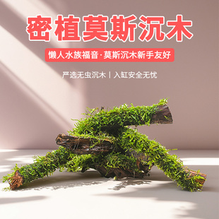 莫斯水草树沉木天然鱼缸装 饰树生态造景木 饰小树莫斯造景树景观装