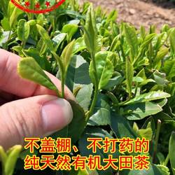 128海青绿茶大田茶豌豆香青岛特产福星海青绿茶24年新茶赛崂山茶