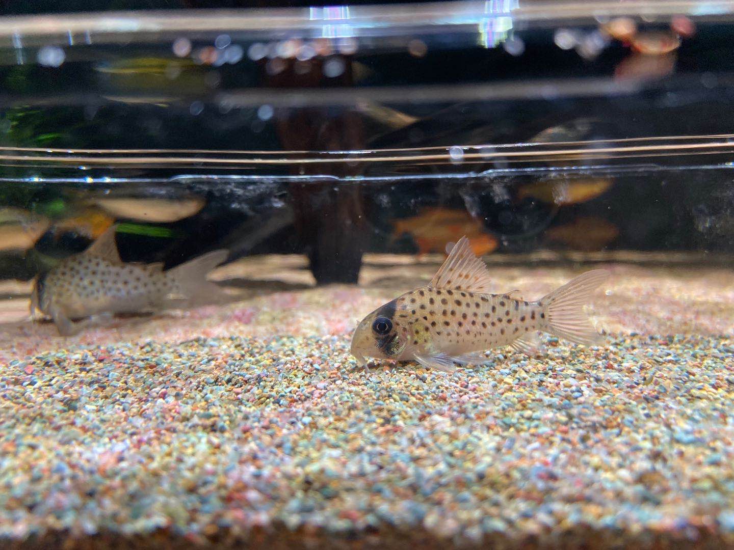 晟景水族底砂 流光 全天然自然水域 南美 鼠鱼 原生 中性化妆砂,宠物/宠物食品及用品,造景/装饰,淘宝优惠券,粉丝福利购,淘宝优惠卷