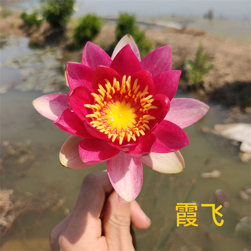 【霞飞】耐寒红色小型品种睡莲带花带盆发货水培绿植花卉阳台庭院