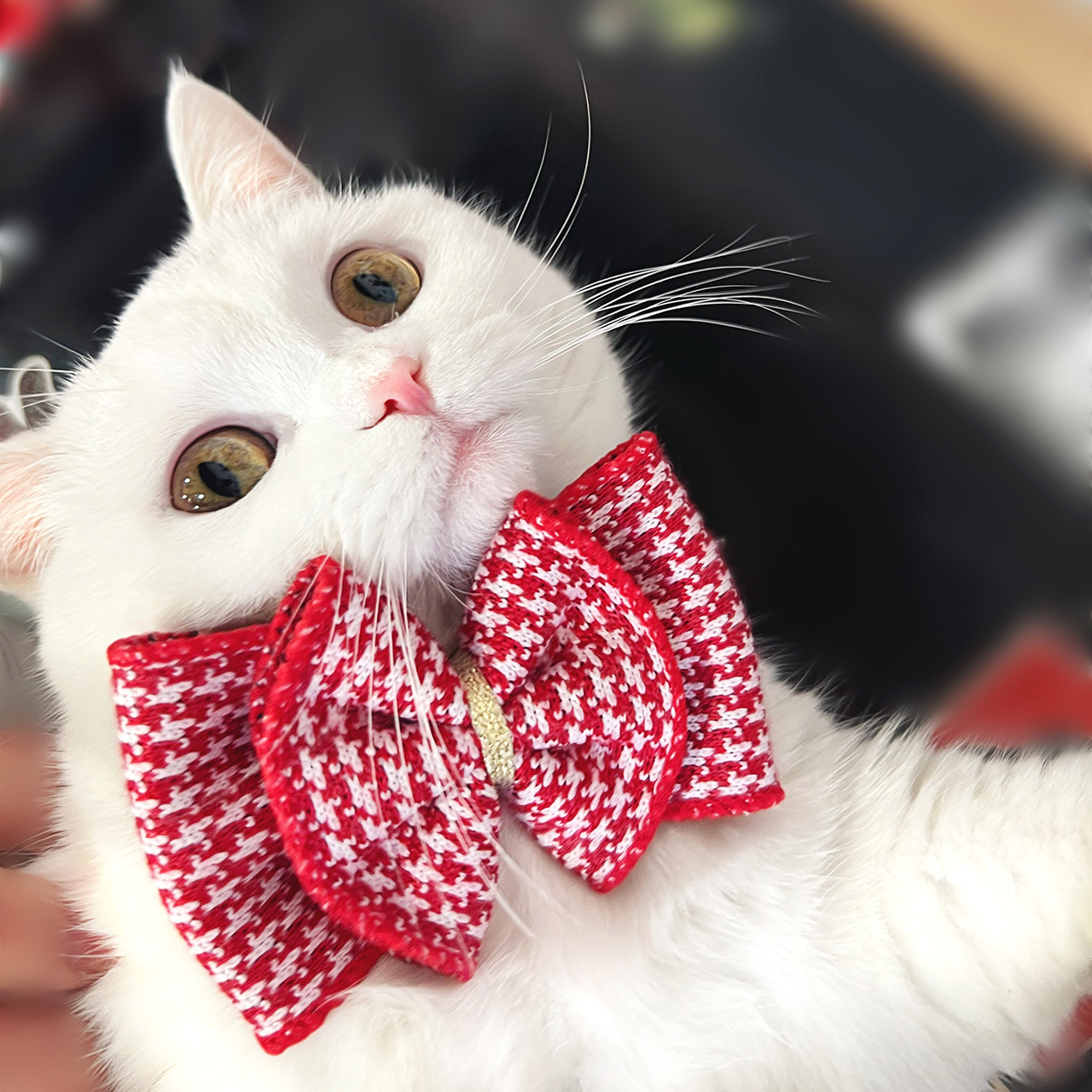 猫宠物项圈配件狗手工蝴蝶结领结