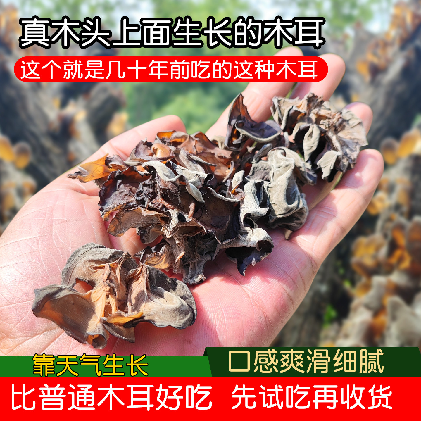 野外木头上生长的黑木耳吃起放心图片