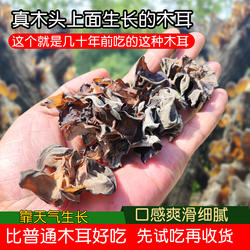 农家软糯大朵野生木耳四川高山青川特级椴木黑木耳干货菌菇椴木耳
