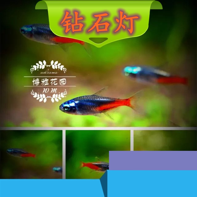 ×êʯµÆÓãµÆ¿ÆÓã×êʯÄÞºçµÆºìÂ̵ÆÈºÓβݸ׾µäÒ×ÑøÓãÁÁÑÛ¾¦×êʯ