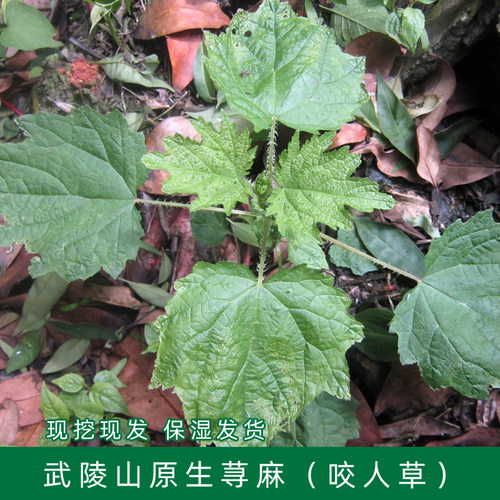 荨麻苗 咬人草 原生荨麻草 白藿麻 新鲜荨麻 盆栽药材 活麻叶包邮