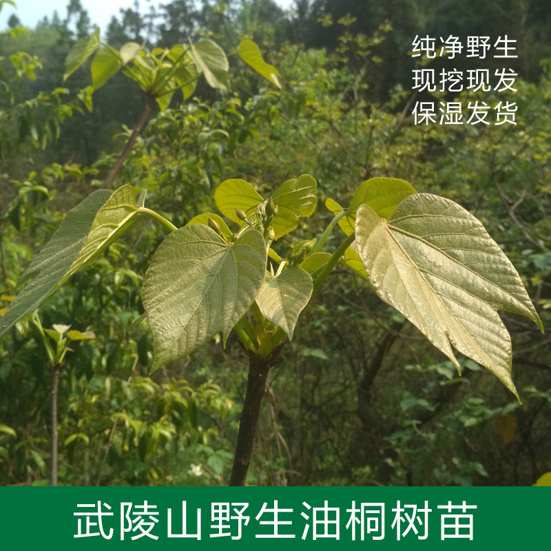 油桐树苗庭院楼顶美观趣味
