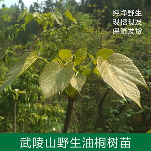 武陵山原生桐子树苗  油桐树 大型乔木庭院绿植花卉桐子叶粑原料