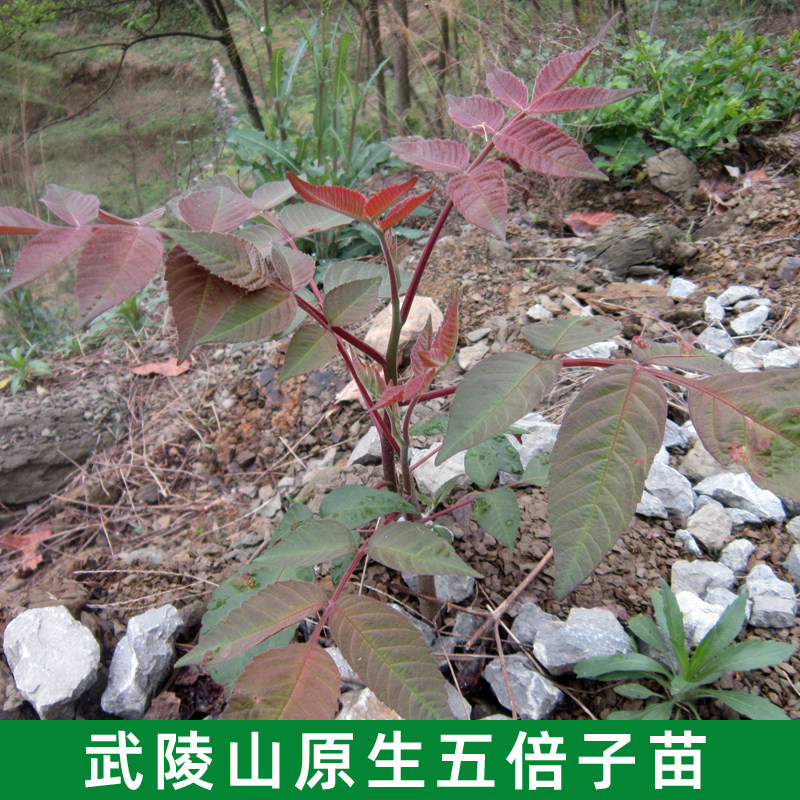 五倍子 野生盐肤木 盐肤子  五角倍 中药材树苗盆栽蜜源绿植包邮