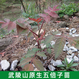 五倍子 野生盐肤木 盐肤子  五角倍 中药材树苗盆栽蜜源绿植包邮