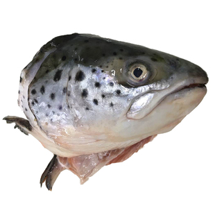 27号陆续发【真猪家】三文鱼边角 鱼头一个 限拍1个