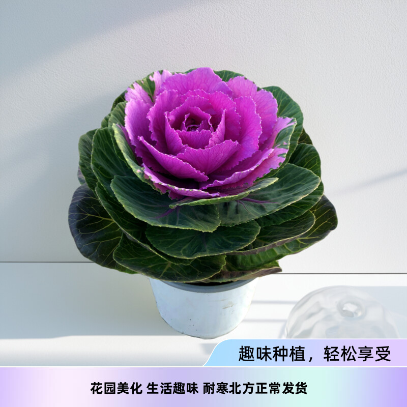 羽衣甘蓝盆栽庭院阳台花园地栽耐寒四季花卉绿植观叶牡丹耐养花苗