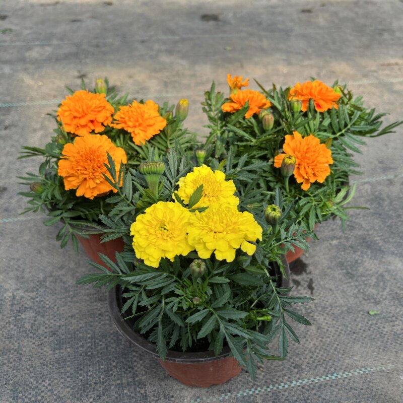 孔雀草盆栽庭院花园阳台耐热花卉花期长耐养重瓣菊花花苗带花苞