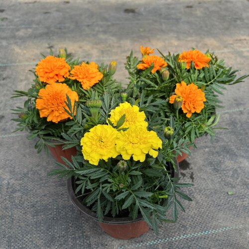 孔雀草花苗耐热庭院花园带花发货