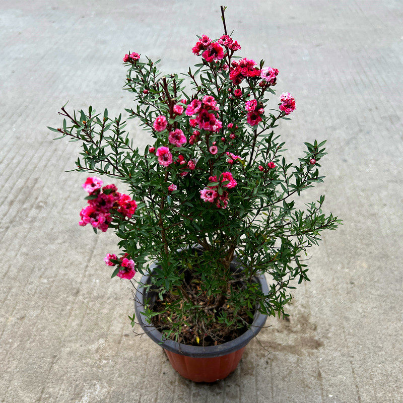 松红梅盆栽带花澳洲红梅庭院阳台耐寒花苗腊梅花期长好养植物花