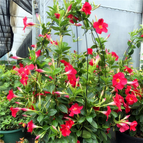双喜藤庭院阳台爬藤夏秋飘香藤