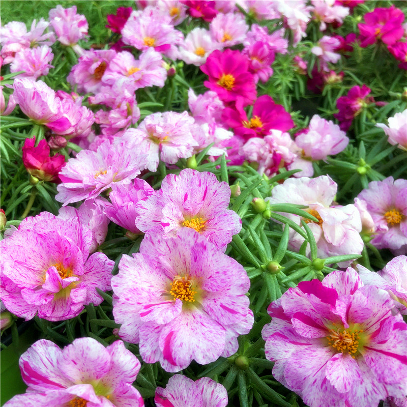 太阳花庭院阳台花园夏秋花期长