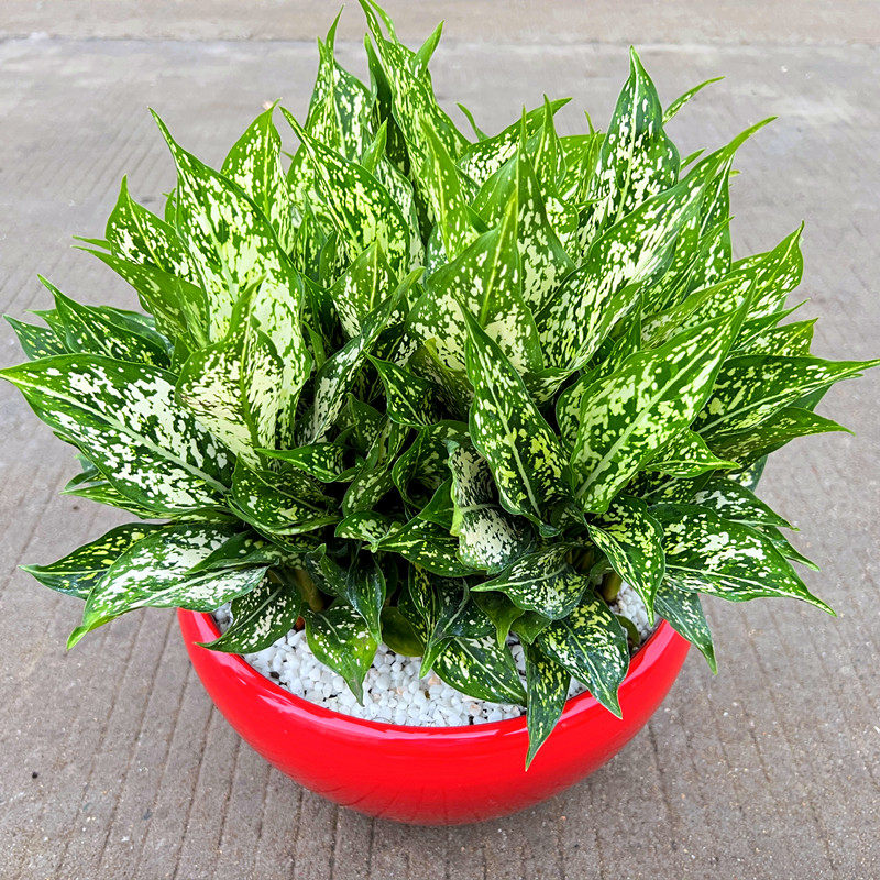 翡翠万年青盆栽室内阳台办公室庭院绿植耐阴耐养四季常青观叶花卉