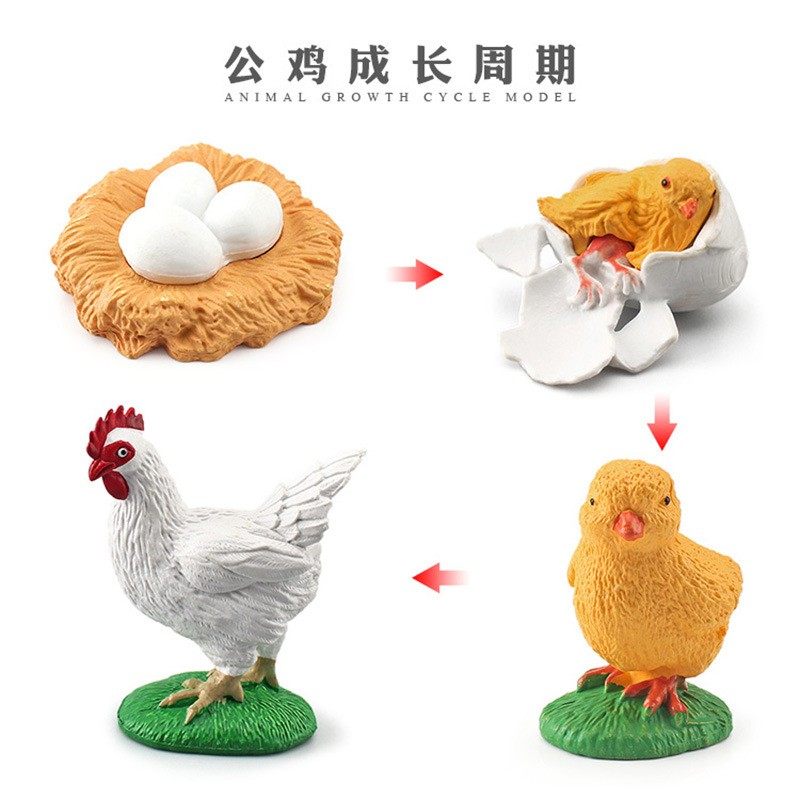 公鸡的成长过程周期模型孵小鸡出壳鸭鹅摆件儿童幼儿园科普教玩具