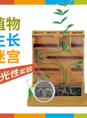 儿童科学植物生长迷宫向光趋光性观察实验小孩家庭花草种植盒玩具