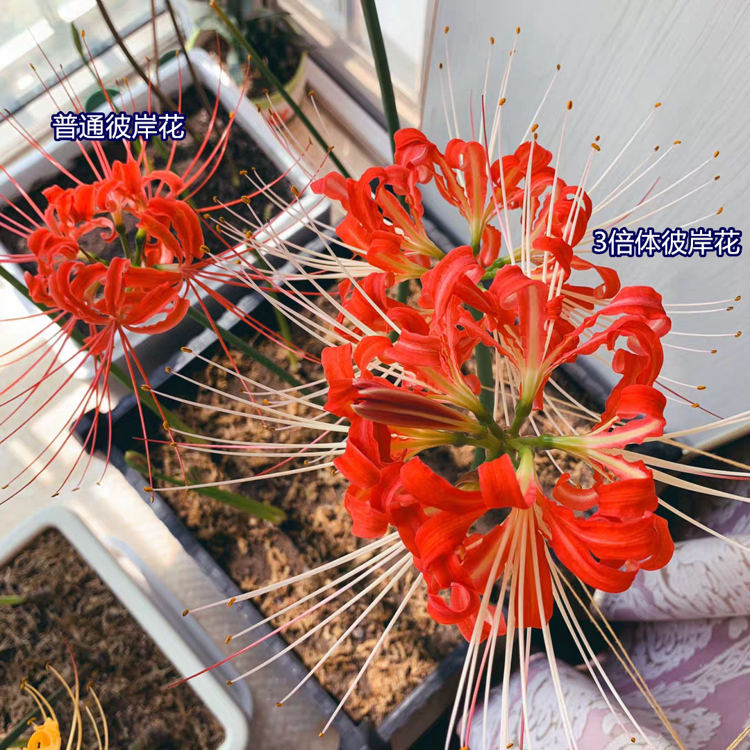 3倍体红色大彼岸花 绿植盆栽种子种球 石蒜花曼珠沙华 盆地栽花卉