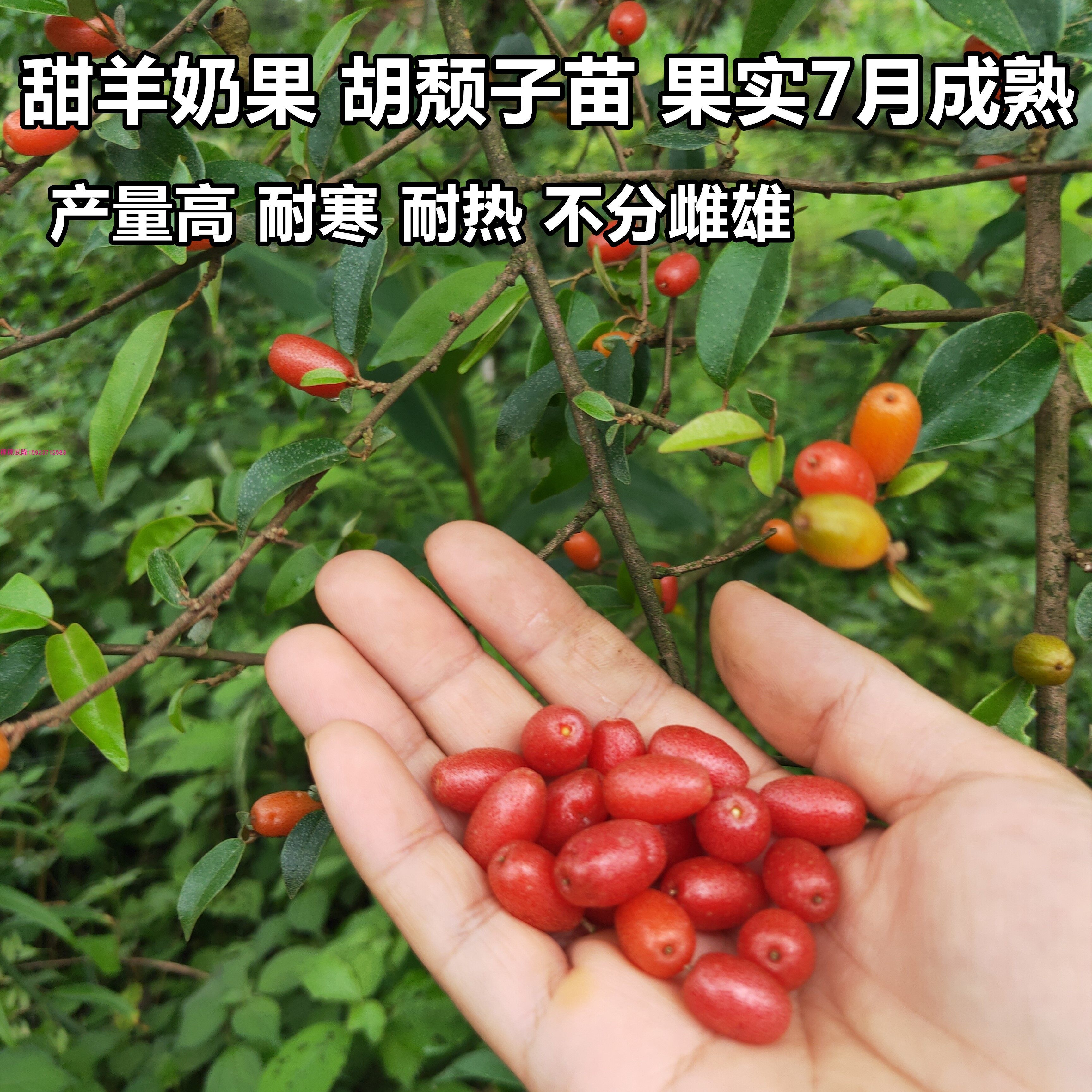 羊奶果胡禿子苗羊奶子羊奶果树苗胡颓子果树苗盆栽地载庭院阳台种