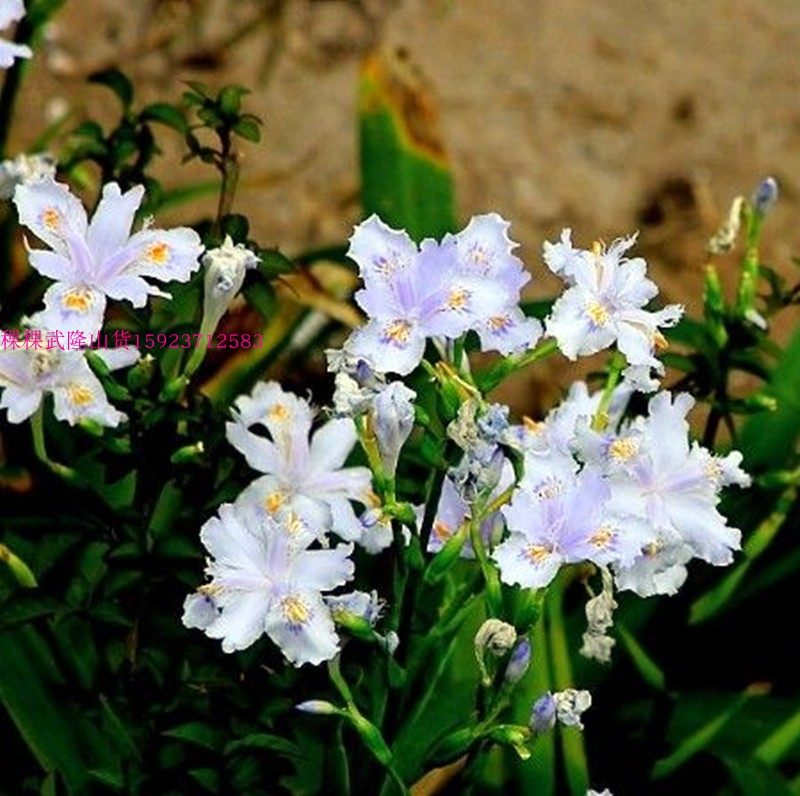 10苗 扁竹叶 扁竹兰 扁竹根 蝴蝶花 鸢尾花 阳台造景盆栽 懒人绿