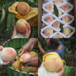 正宗奉化水蜜桃子萧王庙溪口软硬甜玉露桃农宁波产老品种果空运送