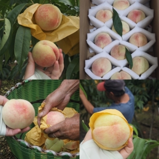 正宗奉化水蜜桃子萧王庙溪口软硬甜玉露桃农宁波产老品种果空运送