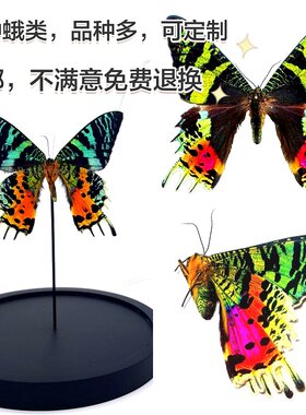 蝶语真标本品种多质量好可定制