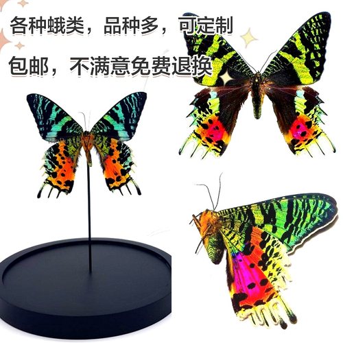 蝶语真标本品种多质量好可定制