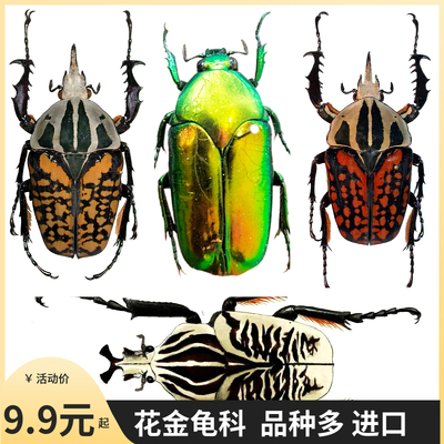 花金龟科昆虫标本品种多