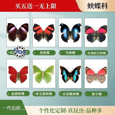 蝶语真昆虫标本品种多可定制