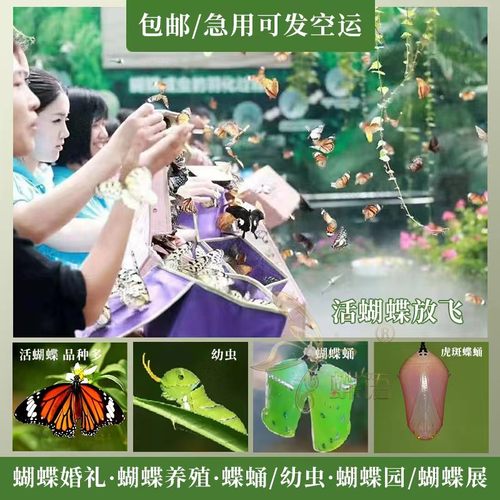 蝶语：真活蝴蝶蛹卵幼虫蝴蝶 蝴蝶养殖蝴蝶婚礼放飞科普教育礼物 - 封面