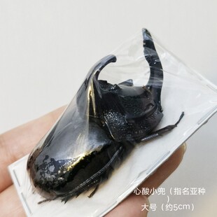 蝶语：心酸小兜犀金龟科昆虫标本甲虫标本