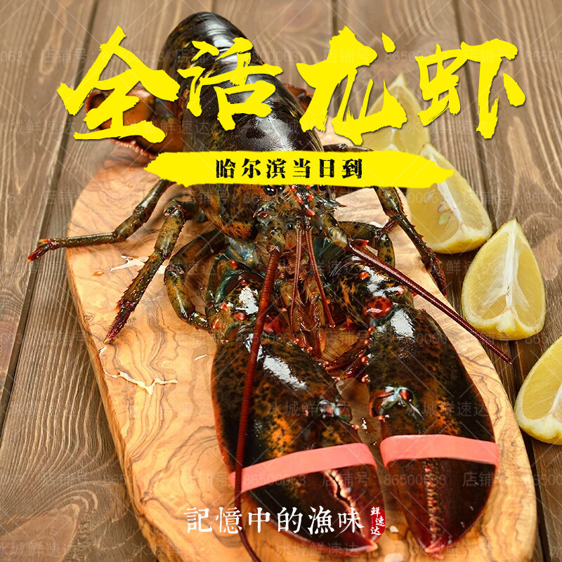 活鲜水产 进口海鲜加拿大波士顿龙虾活体鲜活虾超大龙虾全活一只