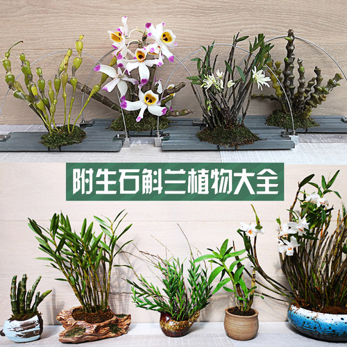 石斛苗大全批发好养耐阴花朵超美