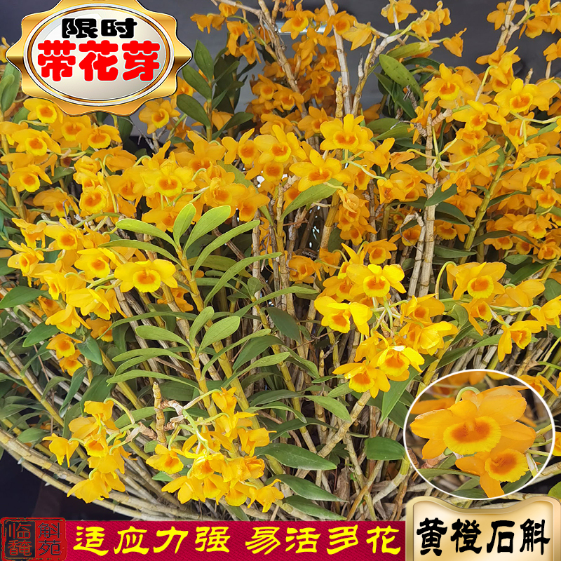 黄橙石斛 云南临安种源枝条粗壮生命力顽强开花艳丽淡香 临安斛苑