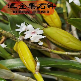 滇金果石斛苗 云南南部种源 枝条就是果子一体 造型独特 奇花异草