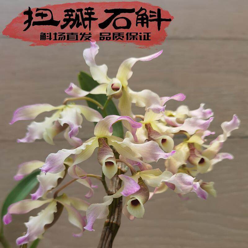 扭瓣石斛七彩花色石斛兰花瓣粉色扭曲漂亮稀有植物珍贵品种花卉苗