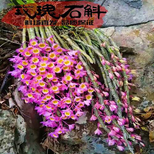 玫瑰石斛兰玫红色花朵稀有耐看型
