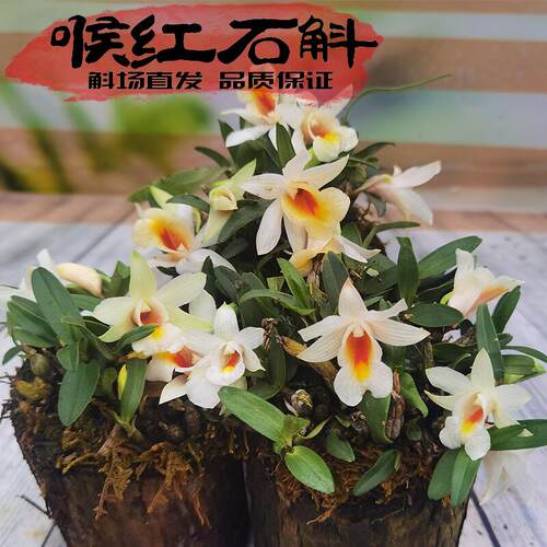 袖珍喉红苗造景点睛植物开花漂亮